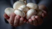 Smart automation heralds a new era in mushroom growing